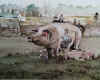 Ipig.jpg (92981 bytes)