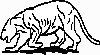 cougar