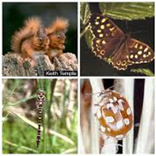 species