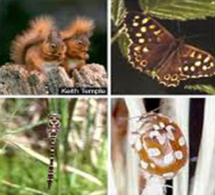 species