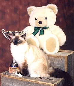 Susy
is littersister to Rio and Vivian (photo by Etukuva)
