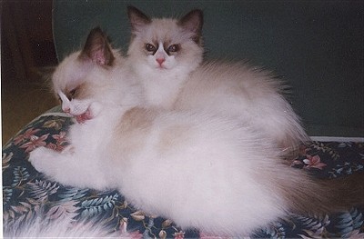 Minni