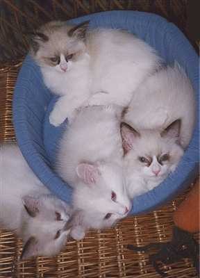 Peppi, Greta, Ilona and Minni