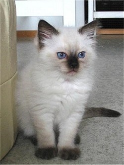 Otto