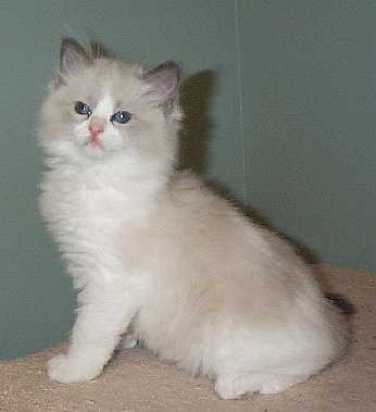 Ati at 2 months, cute as can be!