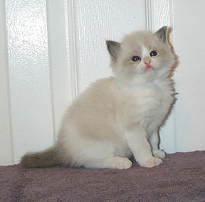 Ati at 5 weeks, so cute!