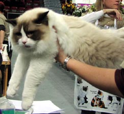 He also chose Nicholas to be the Best In Variety Kitten  (3-10 months).