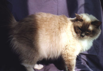 Timya's mom Broddy, photo by C. Leja