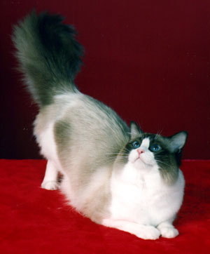 Timya's dad Dudley, photo by C. Leja