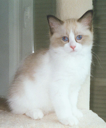 Nicholas