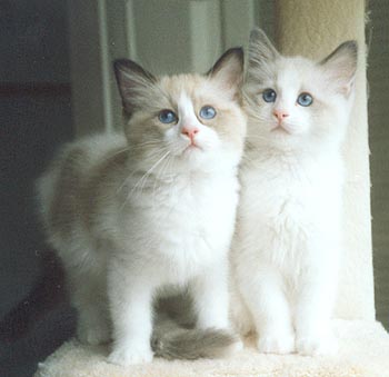 Nicholas and Igor