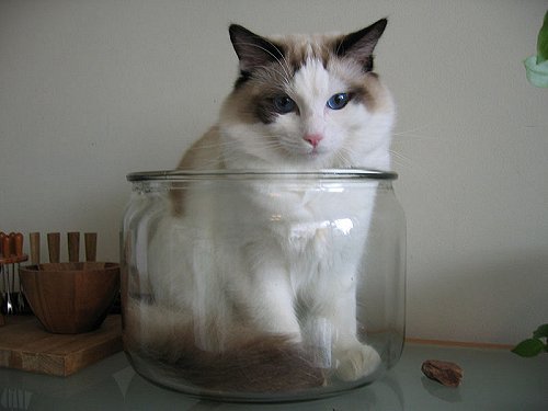 Miska in a glass bowl