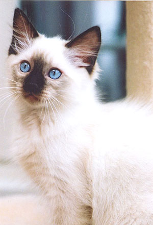Kipi