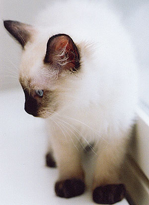 Kipi