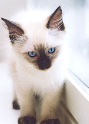Kipi