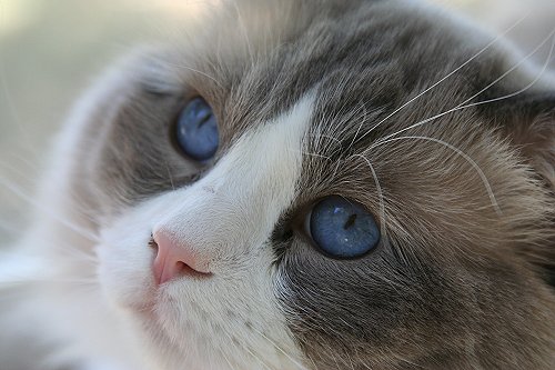 This pic of Antonio, taken by Merja Vartia, won the 2nd prize in our club's photo contest 2007