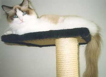 Meisa, my beauty
