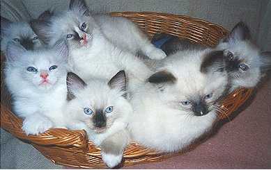 Susu, Vivian, Nono, Max, Rio & Rudi