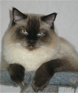 Marek is Mimi's son, the grandson of Bambi, the greatgrandson of Rio
:o)