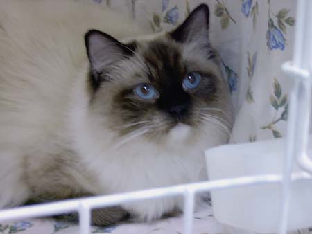 Mimi at 10
months, photo by L. Virtanen