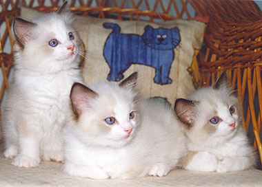Noah, Nappi and Roope
