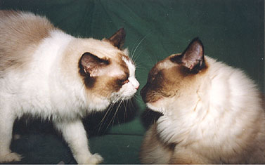 Meisa and Rio