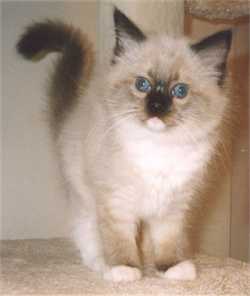 Mimi