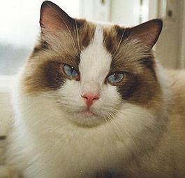 Nappi, 1 year
