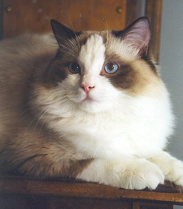 Noah as a young boy