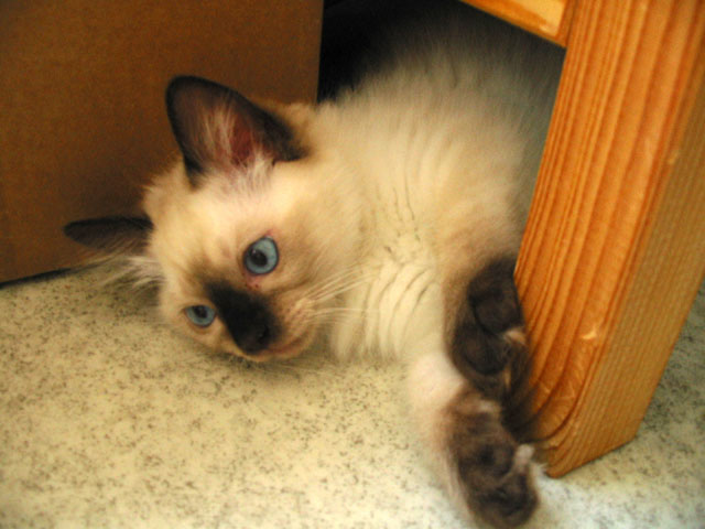  Otto as a little boy ;o)