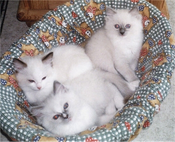Miska, Heguli and
Josefina