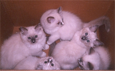 Murre, Iko, Purho,
Elli and Mimmi
