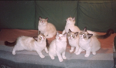 Willy, Aapo, Risto, Hope,
Linda and Emma