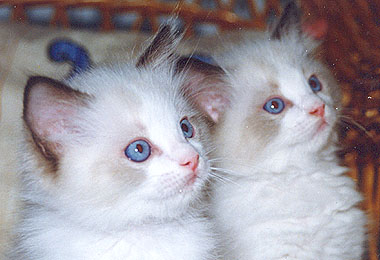 Nappi and Roope