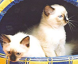 Kipi and Sushi (Sumo ...)