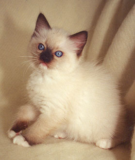 Seri