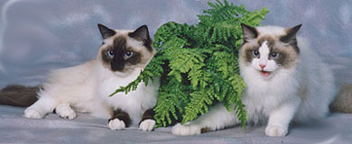 Susu and Tilda