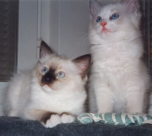 Susu and Vivian, both 10 weeks