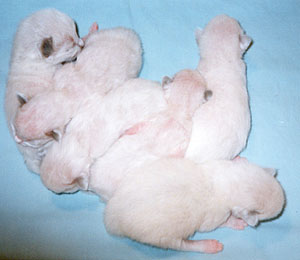 Babies asleep