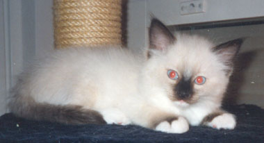 Susu at 10 weeks