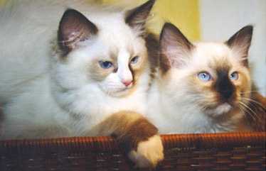 Viljo and Miro