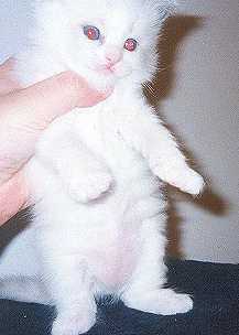 Vivian at 5 weeks