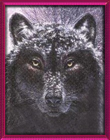 Black Wolf