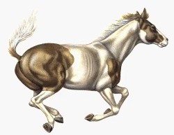 Mustang