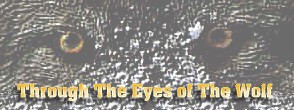 Through the eyes of the wolf