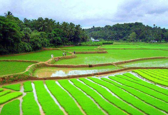 Green Fields of Sialkot, Punjab, Pakistan: 