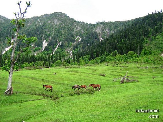 green lush pakistan - Google Search: 