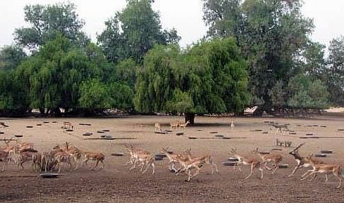 lal suhanra bahawalpur - Pakistan: 