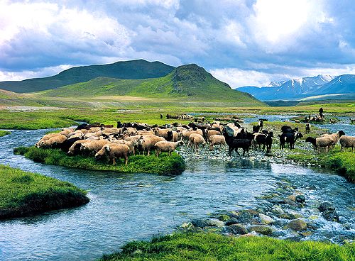deosai plains brown bears - Google Search: 