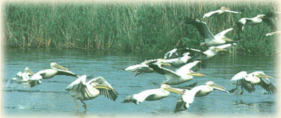 Volga Delta